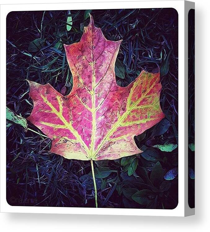 Muskoka Canvas Print featuring the photograph Maple Leaf #5 by Natasha Marco