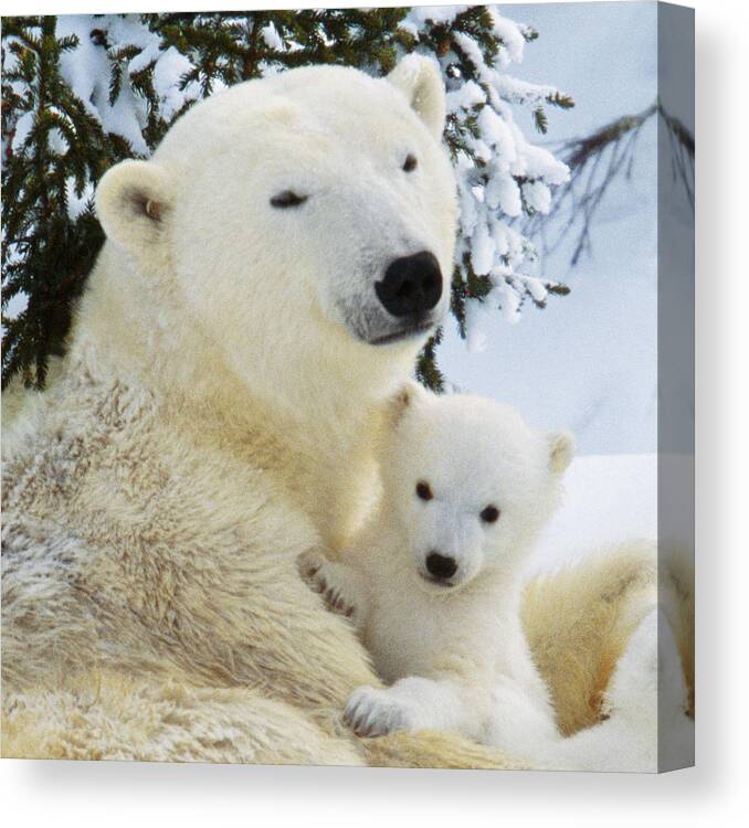 Polar Bear Canvas Print featuring the photograph Polar Bear With Cub #7 by M Watson