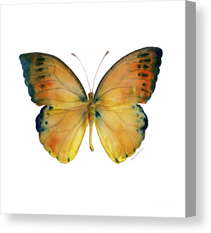 Leucippe Canvas Print featuring the painting 53 Leucippe Detanii Butterfly by Amy Kirkpatrick