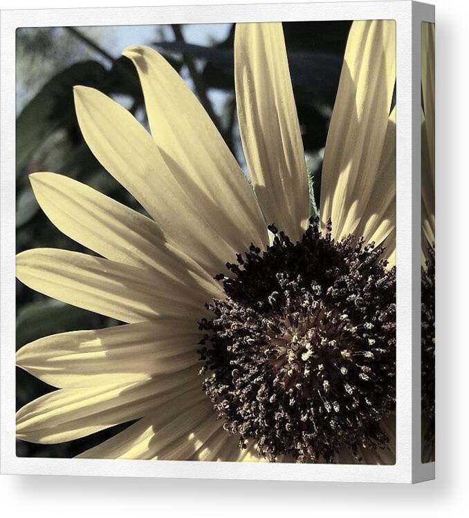 Flower Canvas Print featuring the photograph Sunflower by Tiffany Borden