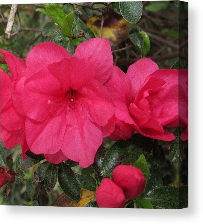 Flowers Canvas Print featuring the photograph Flowers #2 by Jessica Thomas