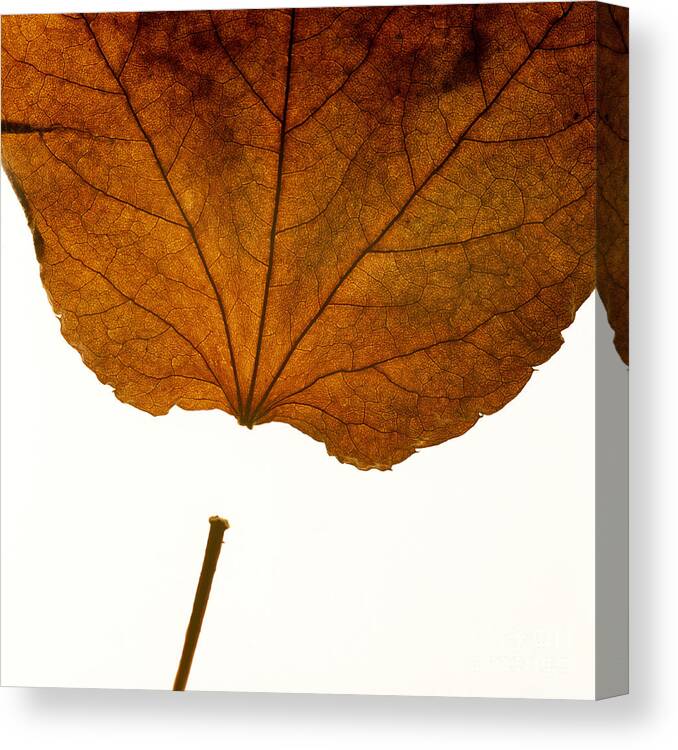 Studio Shot Canvas Print featuring the photograph Leaf #6 by Bernard Jaubert