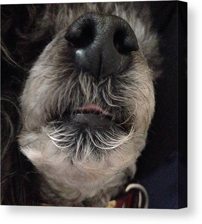 Dog's Nose Canvas Print featuring the photograph Instagram Photo #46 by Elena Tchoujtchenko