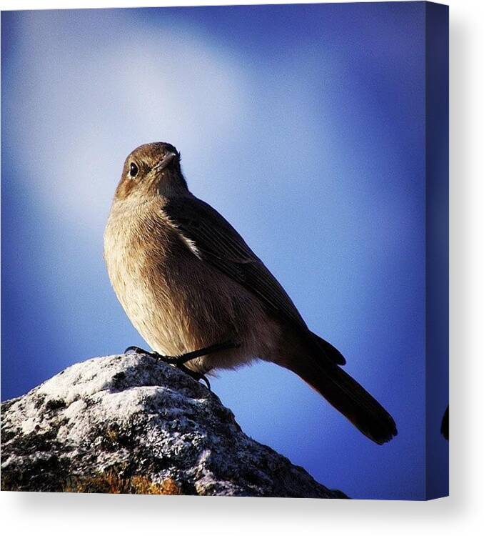 Landscape Canvas Print featuring the photograph Table Mountain Bird by Christian Smit