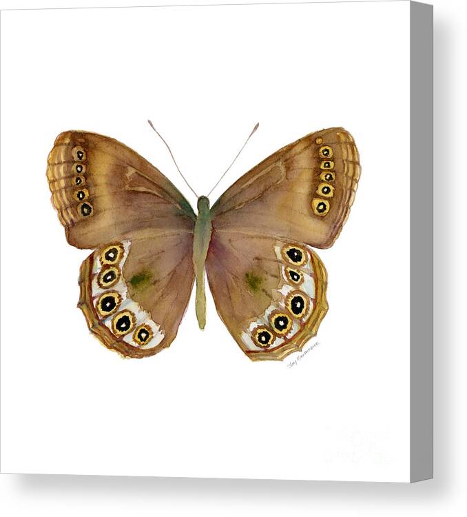 Woodland Brown Butterfly Canvas Print featuring the painting 64 Woodland Brown Butterfly by Amy Kirkpatrick