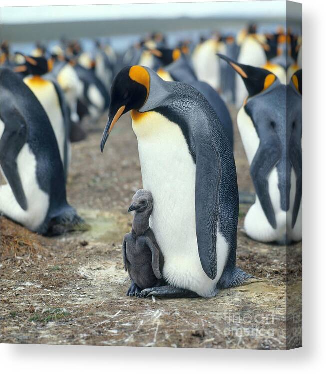 Fauna Canvas Print featuring the photograph King Penguins Aptenodytes Patagonicus #7 by Hans Reinhard