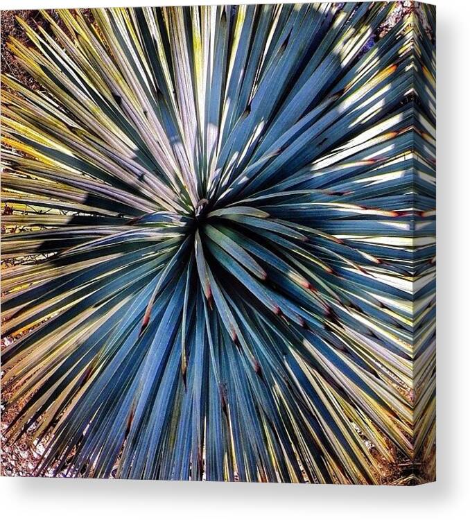 Razor Canvas Print featuring the photograph Yucca brah by Michael Gilan