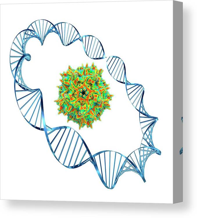 Aav Canvas Print featuring the photograph Adeno-associated Virus #8 by Alfred Pasieka
