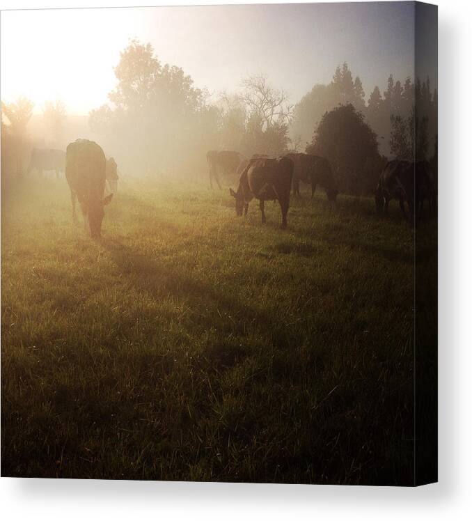New Zealand Canvas Print featuring the photograph Cows #8 by Les Cunliffe