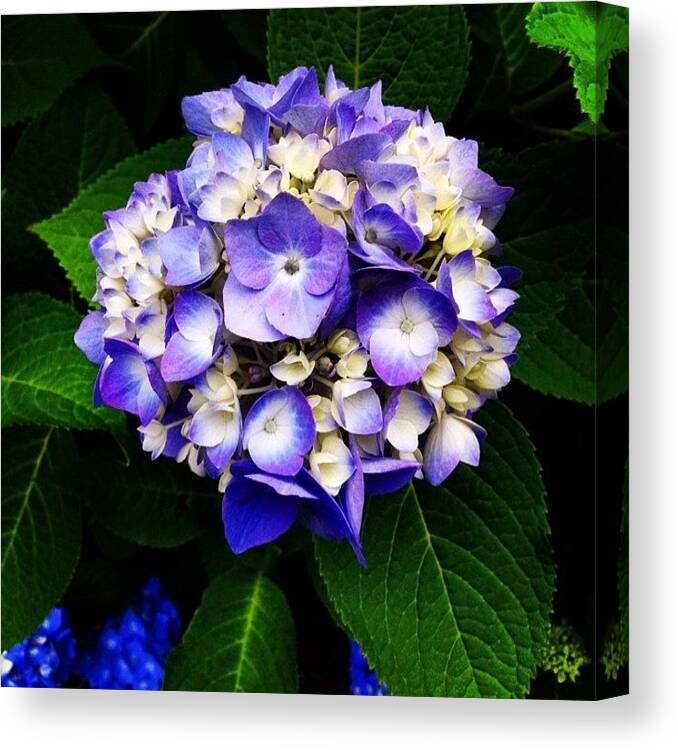 V Canvas Print featuring the photograph Instagram Photo #811406512180 by Miguel Grullon