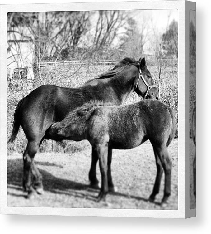 Horses Canvas Print featuring the photograph Foul Having a Drink by Hermes Fine Art