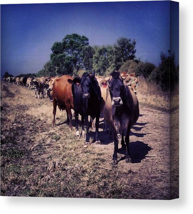 Cows Canvas Print featuring the photograph Dover - we go first? by Elizabeth N Gregory