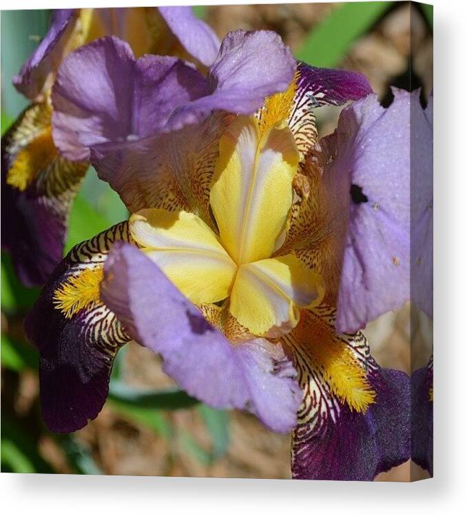 Flower Canvas Print featuring the photograph Purple Yellow Flower by Jessica Thomas