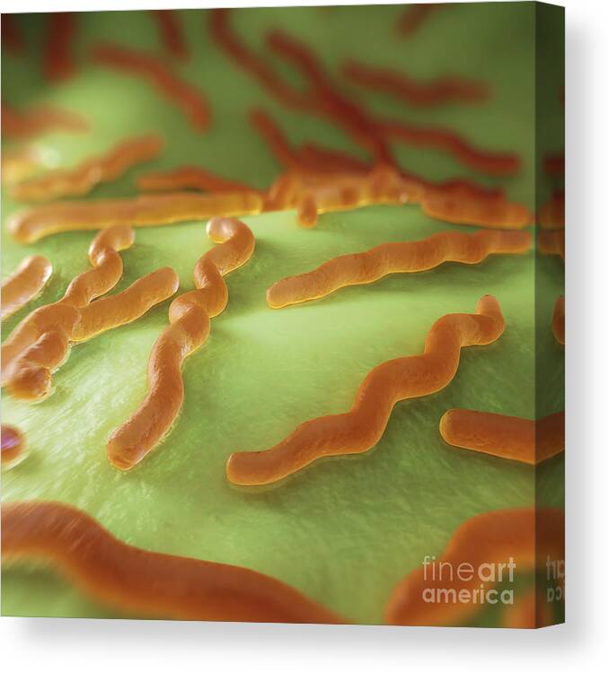 Pathogenic Canvas Print featuring the photograph Borrelia Burgdorferi #9 by Science Picture Co