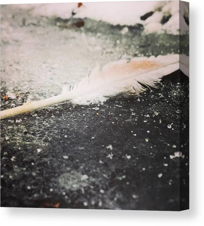 Feather Canvas Print featuring the photograph Fallen by Tiffany Borden