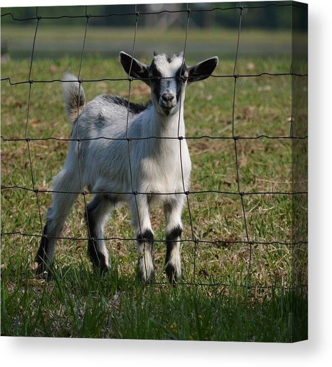 Baby Goat Canvas Print featuring the photograph Black And White Goat by Jessica Thomas