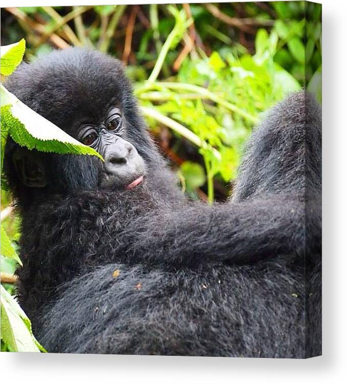 Mountain Canvas Print featuring the photograph A Cheeky #baby #mountain #gorilla by Philip Murphy