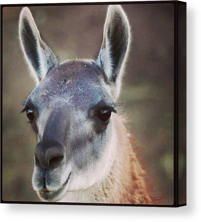  Canvas Print featuring the photograph A Complete Lack Of Drama Llama by Hurricane Katrina