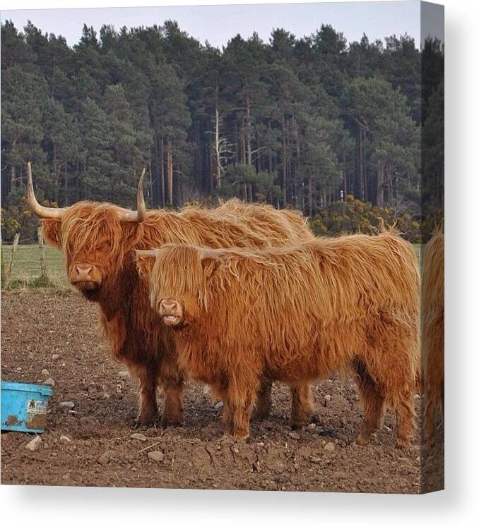  Canvas Print featuring the photograph A Couple Of Moos by Deb Maciver