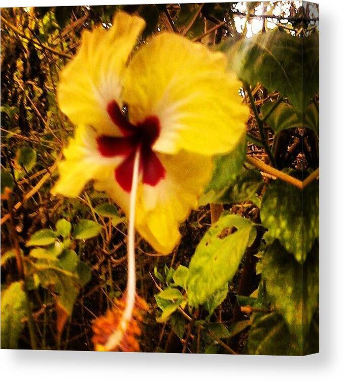 Farmhouse Canvas Print featuring the photograph A Different Kind Of Shoe Flower by Prerna Obhan