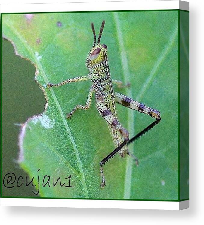 Butterfly Canvas Print featuring the photograph A Grasshopper Feeding On A Tree In My by Ahmed Oujan
