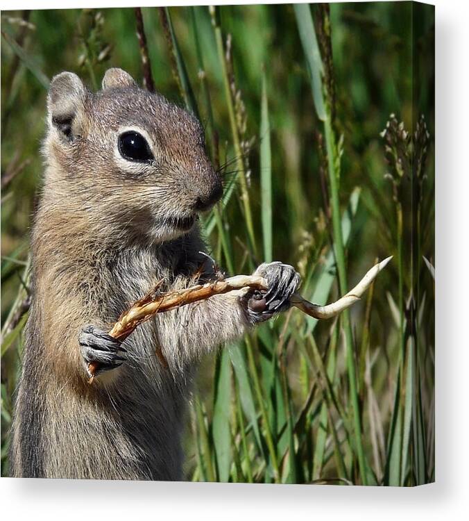 Ground Squirrel Canvas Print featuring the photograph A Happy Fellow by Leda Robertson