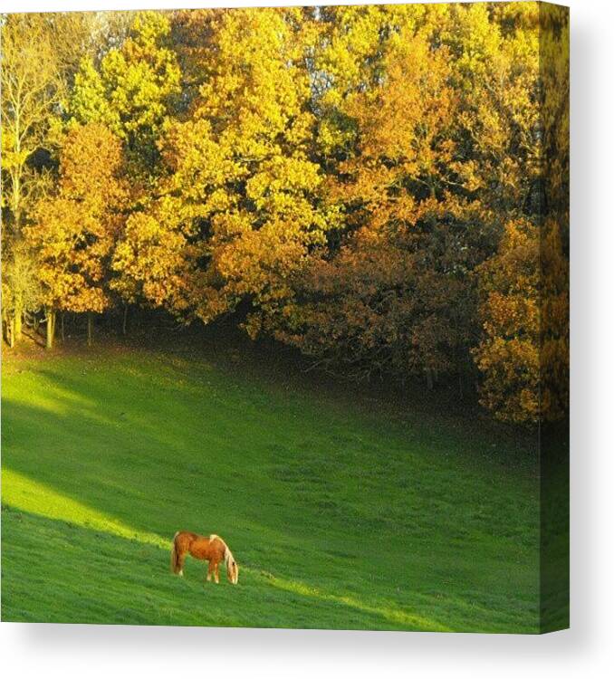 Beautiful Canvas Print featuring the photograph A horse On A field by Linandara Linandara
