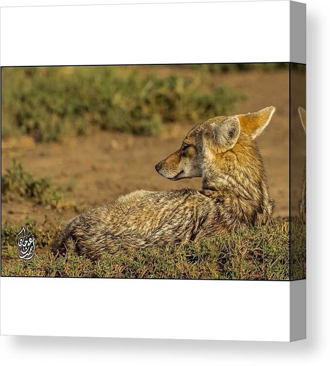 Omg Canvas Print featuring the photograph A Jackal Resting On The Ground Waiting by Ahmed Oujan