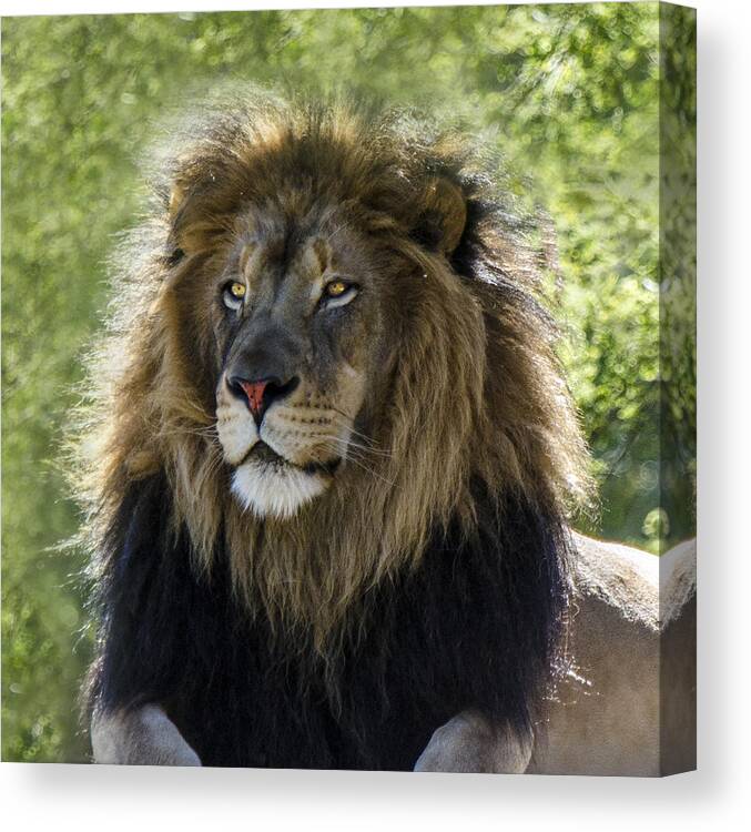 Lion Canvas Print featuring the photograph A Lion's Thoughts by William Bitman