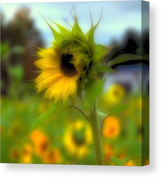 Shotaward Canvas Print featuring the photograph A Little Sunshine In A Cold, And Drabby by Joann Vitali