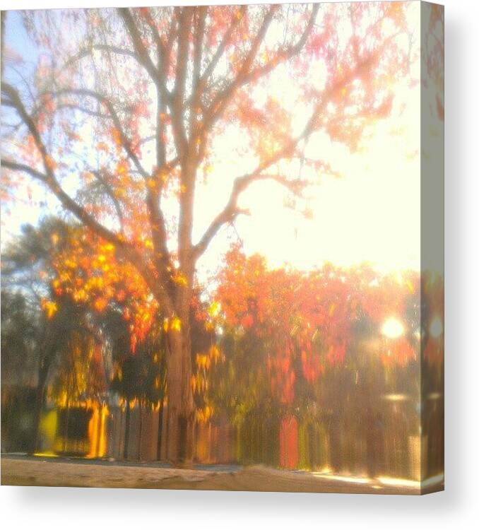 Maple Canvas Print featuring the photograph A Morning Dream by CML Brown