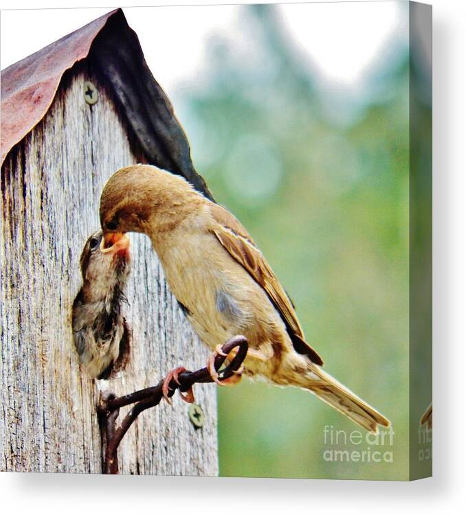 Mother Feeding Baby Bird Canvas Print featuring the photograph A Mothers Love 3 by Judy Via-Wolff