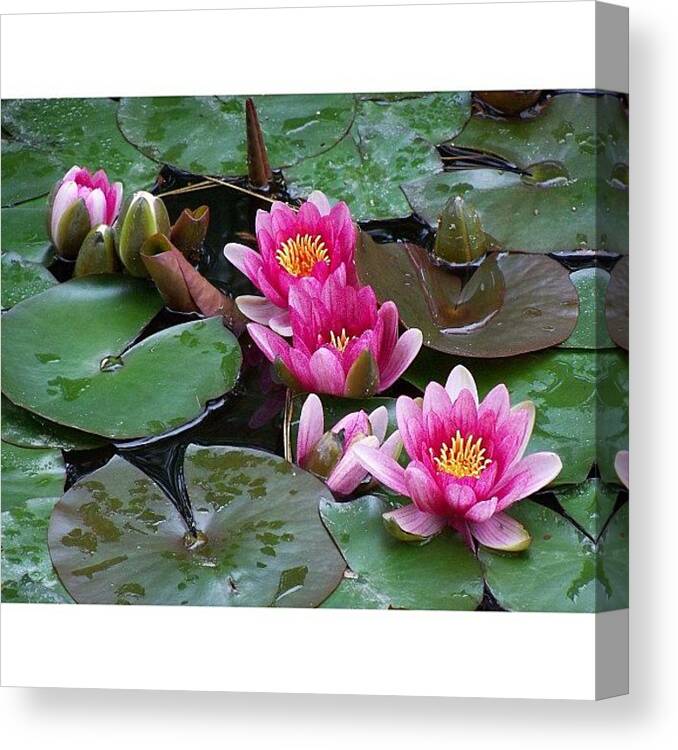  Canvas Print featuring the photograph A Not Quite Pink Nightmare  by Heather Ennis
