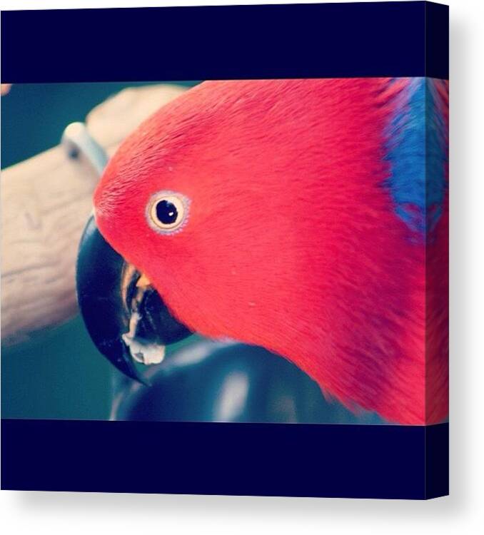 Beautiful Canvas Print featuring the photograph A #parrot In Vancouver😂
#love by Vanessa Saccone