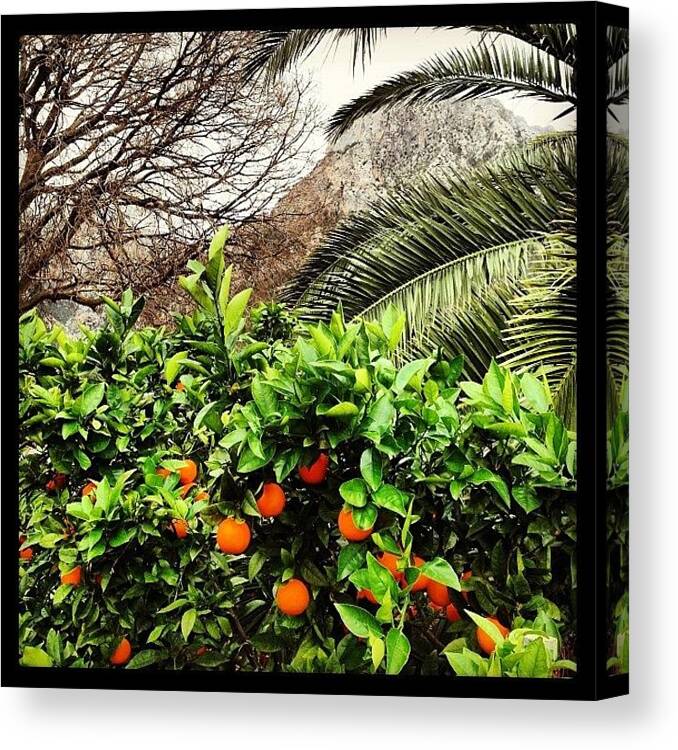 Bio Canvas Print featuring the photograph A #postcard From #soller In #mallorca by Balearic Discovery