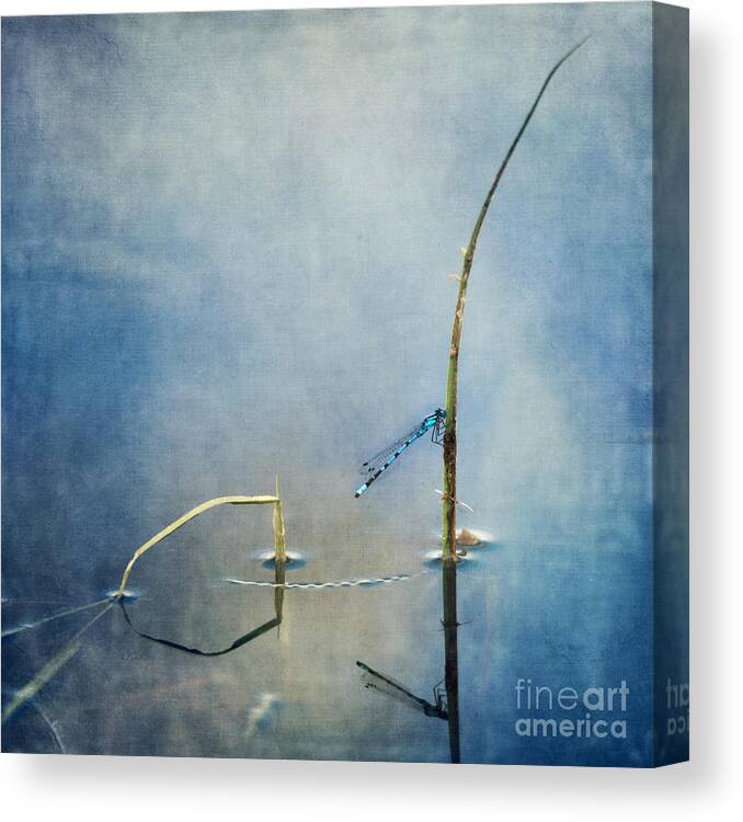 Damselfly Canvas Print featuring the photograph A Quiet Moment by Priska Wettstein