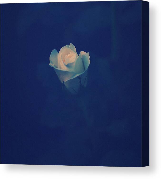 Rose Canvas Print featuring the photograph A Rose by Patrick Horgan