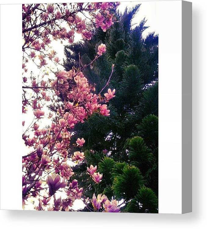 Webstagram Canvas Print featuring the photograph A Study In Contrast by Heather Ennis