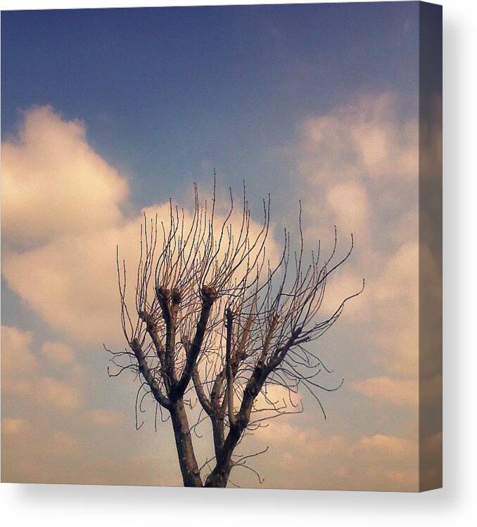 Treelove Canvas Print featuring the photograph A #tree. .. #newtown #newtownpowys #sky by Linandara Linandara
