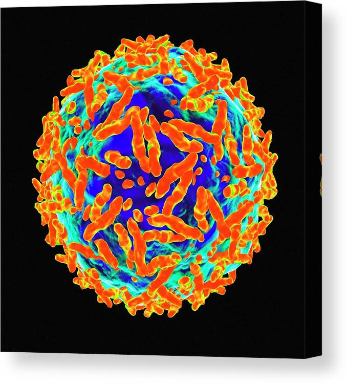 Artwork Canvas Print featuring the photograph Adeno Associated Virus by Mehau Kulyk