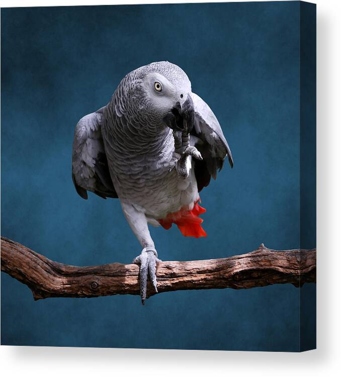 One Animal Canvas Print featuring the photograph African Gray Parrot by © Debi Dalio