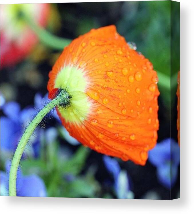 Beautiful Canvas Print featuring the photograph After The Rain by Luisa Azzolini