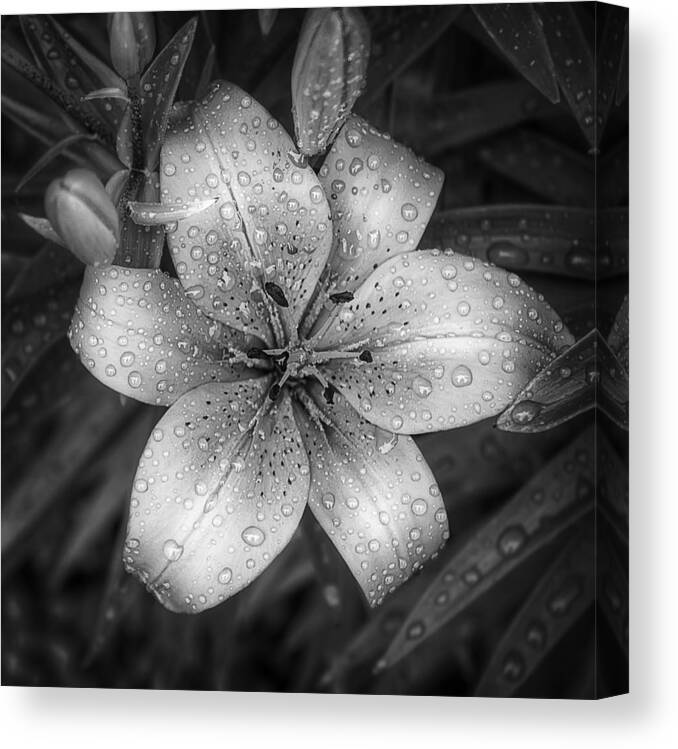 Tiger Lily Canvas Print featuring the photograph After the Rain by Scott Norris