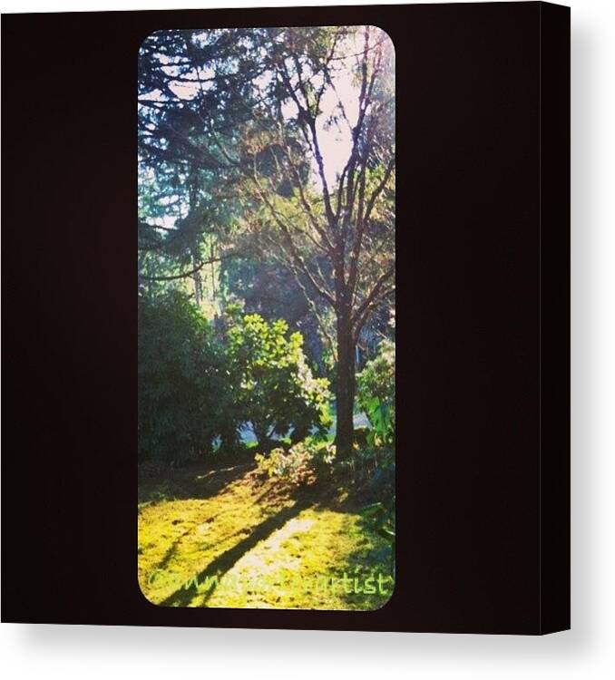 All_shots Canvas Print featuring the photograph Afternoon Light - January 1, 2013 A by Anna Porter