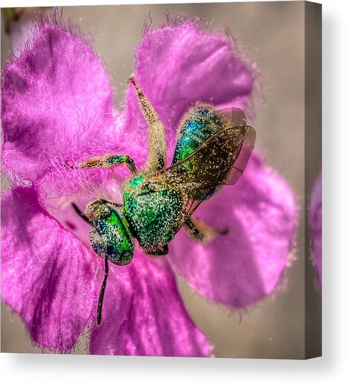 Antenna Canvas Print featuring the photograph Agapostemon texanus by Rob Sellers