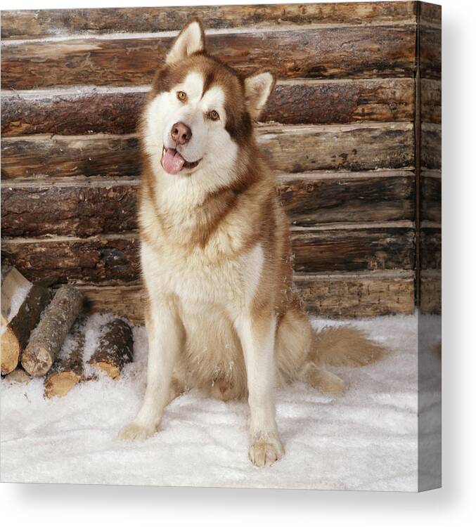 Alaskan Malamute Canvas Print featuring the photograph Alaskan Malamute Dog by John Daniels