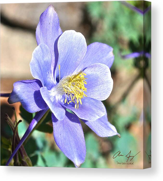 Columbine Canvas Print featuring the photograph All Blue Columbine by Aaron Spong
