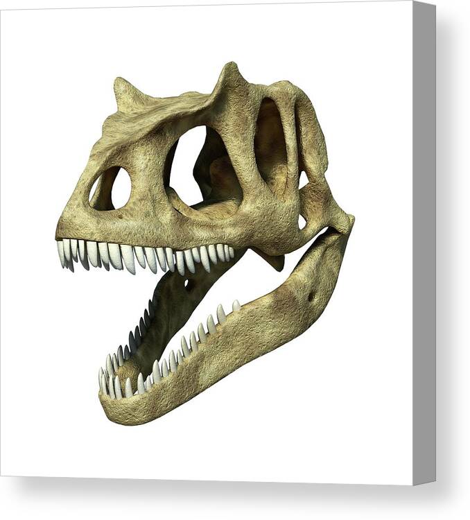 Animal Skull Canvas Print featuring the digital art Allosaurus Dinosaur Skull, Artwork by Leonello Calvetti