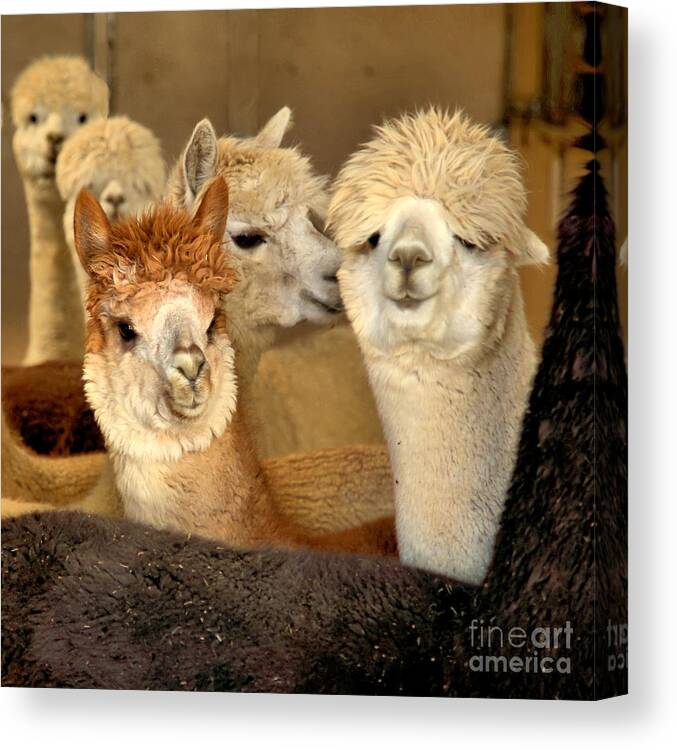 Alpaca Canvas Print featuring the photograph Alpaca friends by Roxie Crouch