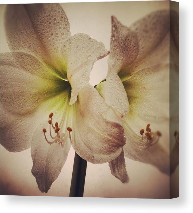 Petal Canvas Print featuring the photograph Amaryllis by Nathan Blaney